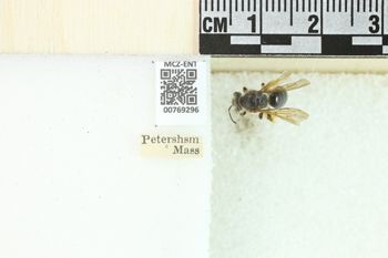Media type: image;   Entomology 769296 Aspect: Labels